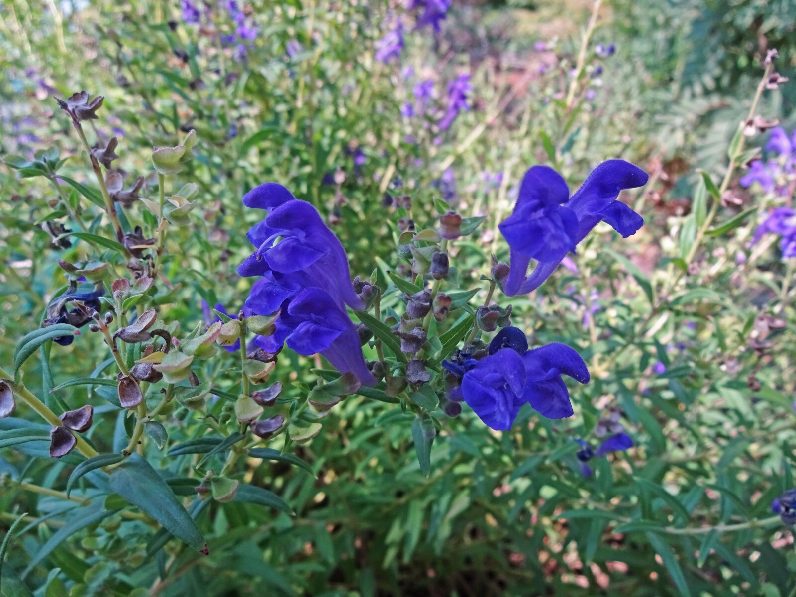 250 Scutellaria baicalensis Seeds – Baikal Scullcap Seeds – Medicinal Herb