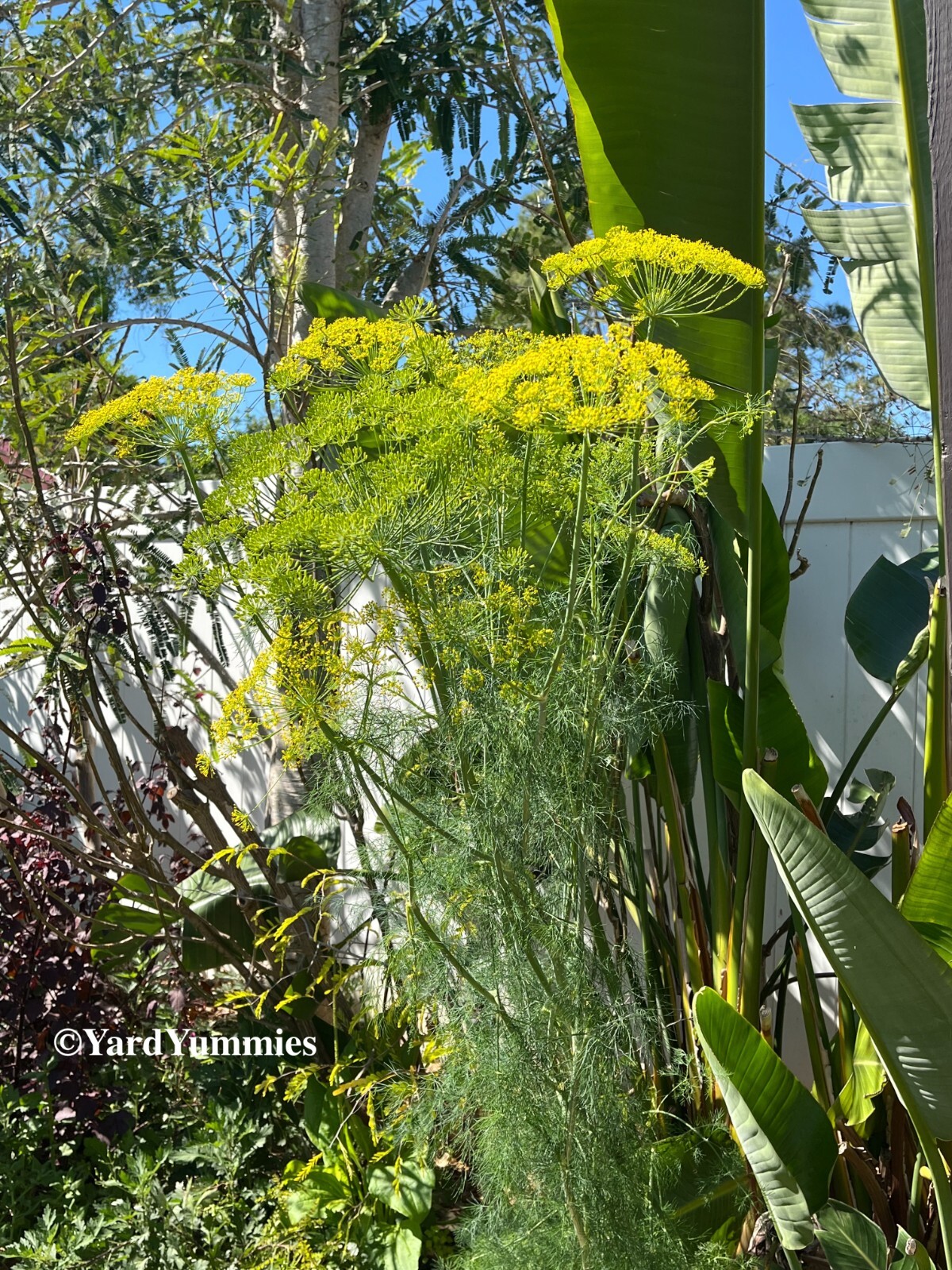 Bouquet Dill Herb Seeds- 300 SEEDS Heirloom Anethum Graveolens Naturally Grown