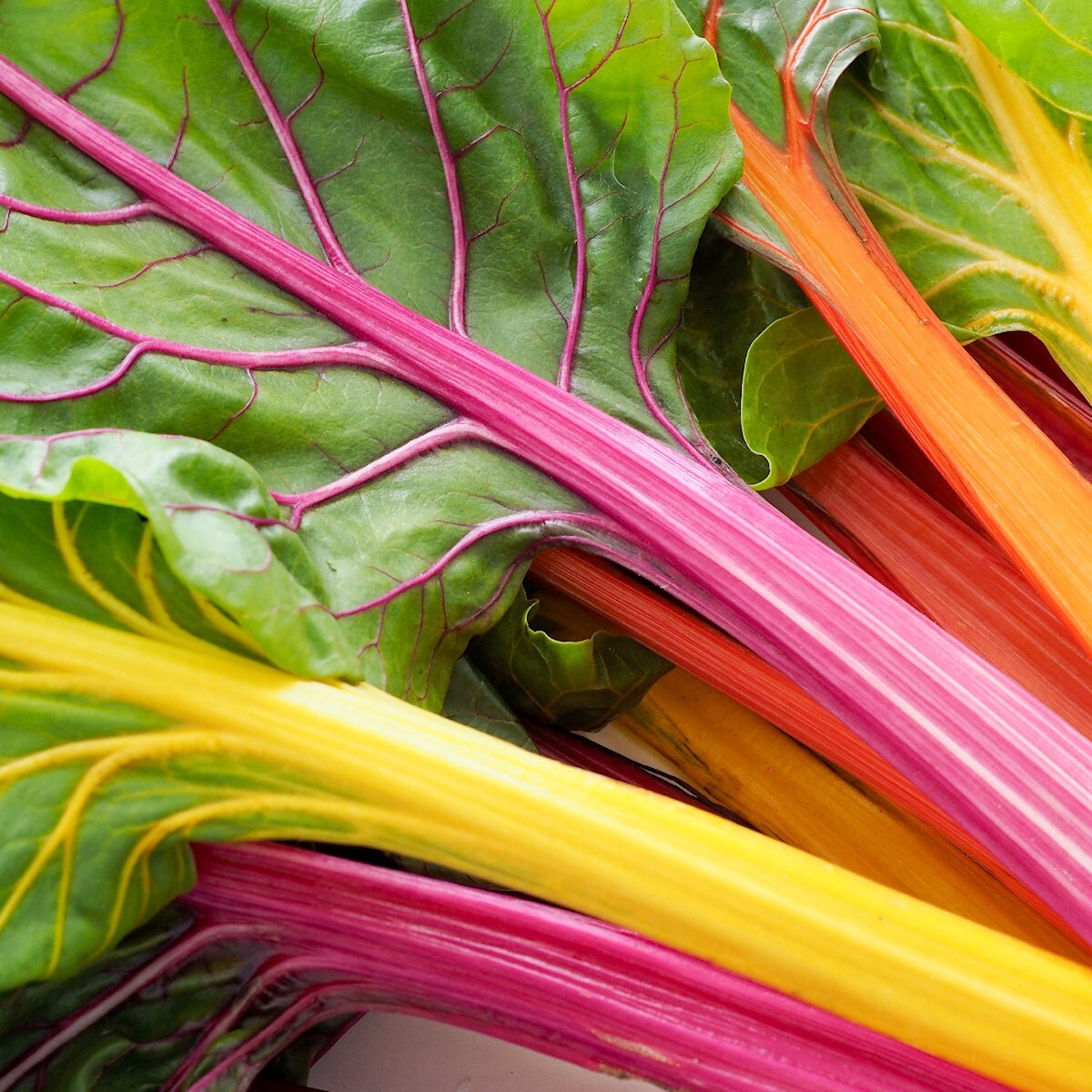 1/4 Lb Rainbow Swiss Chard Seeds – Everwilde Farms Mylar Seed Packet