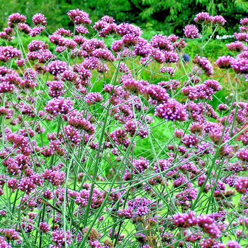 VERBENA BONARIENSIS, 250 SEEDS, TALL VERBENA, HARDY, PURPLE FLOWERS, EZ 2 GROW