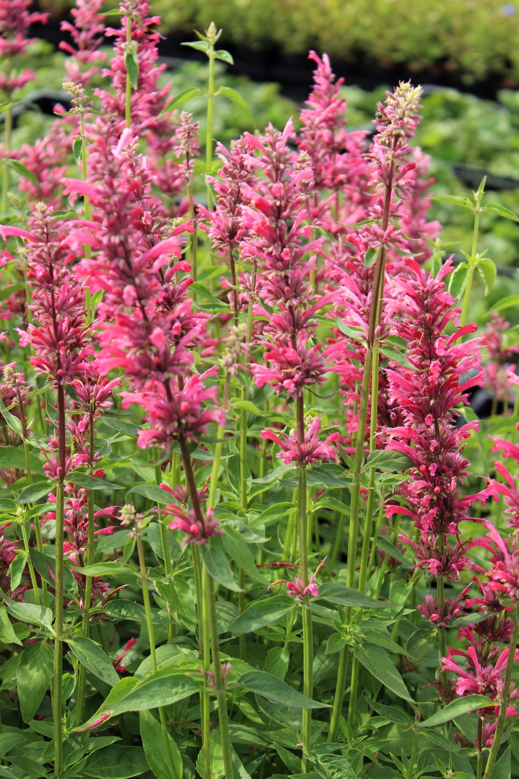 30 RED AGASTACHE ‘HEATHER QUEEN’ Hummingbrid Mint Hyssop Flower Herb Seeds