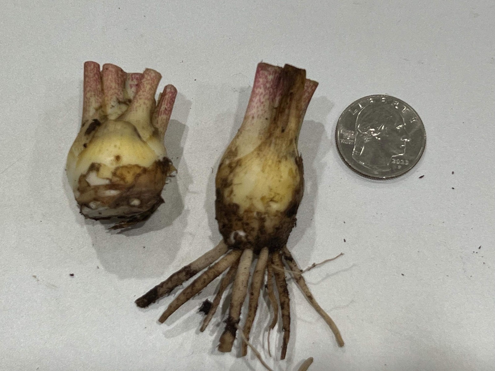 CHERRY Double Polianthes Tuberose Bulbs – US Seller