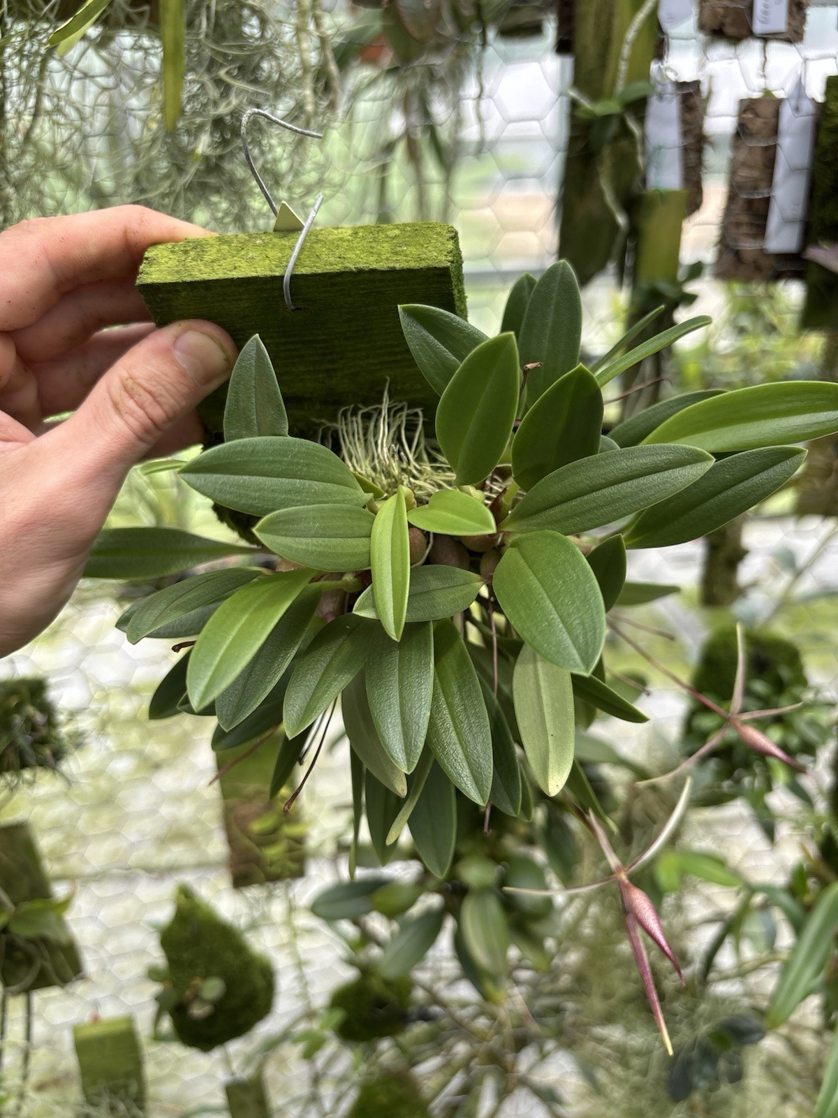 Bulbophyllum nitidum XXL MANY SPIKES miniature Orchid Species PNG
