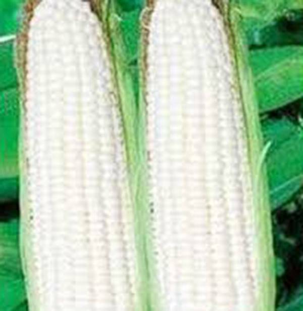 CORN, WHITE, STOWELL’S EVERGREEN, HEIRLOOM, 20+ SEEDS, DELICIOUS N SWEET