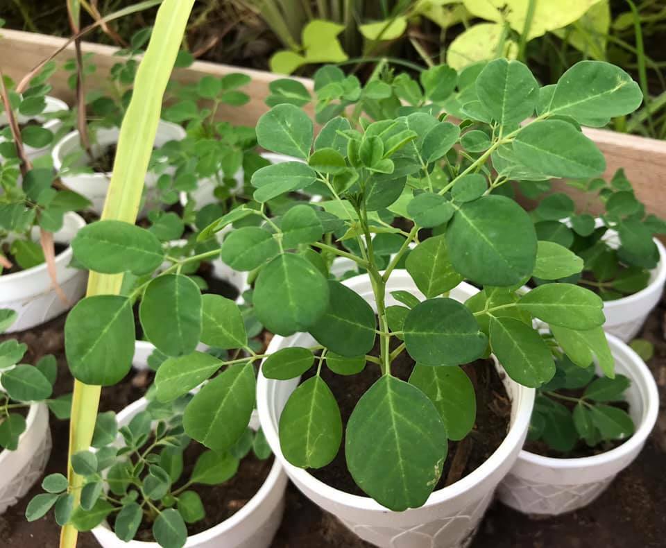 15″+ Grown Moringa Oleifera Plant Mature Edible Leaves Tree Potted + 10 Seeds