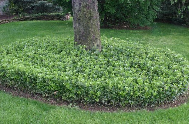5 Allegheny Spurge Pachysandra Procumbens: Wild Ground Cover- Bare Root Cuttings