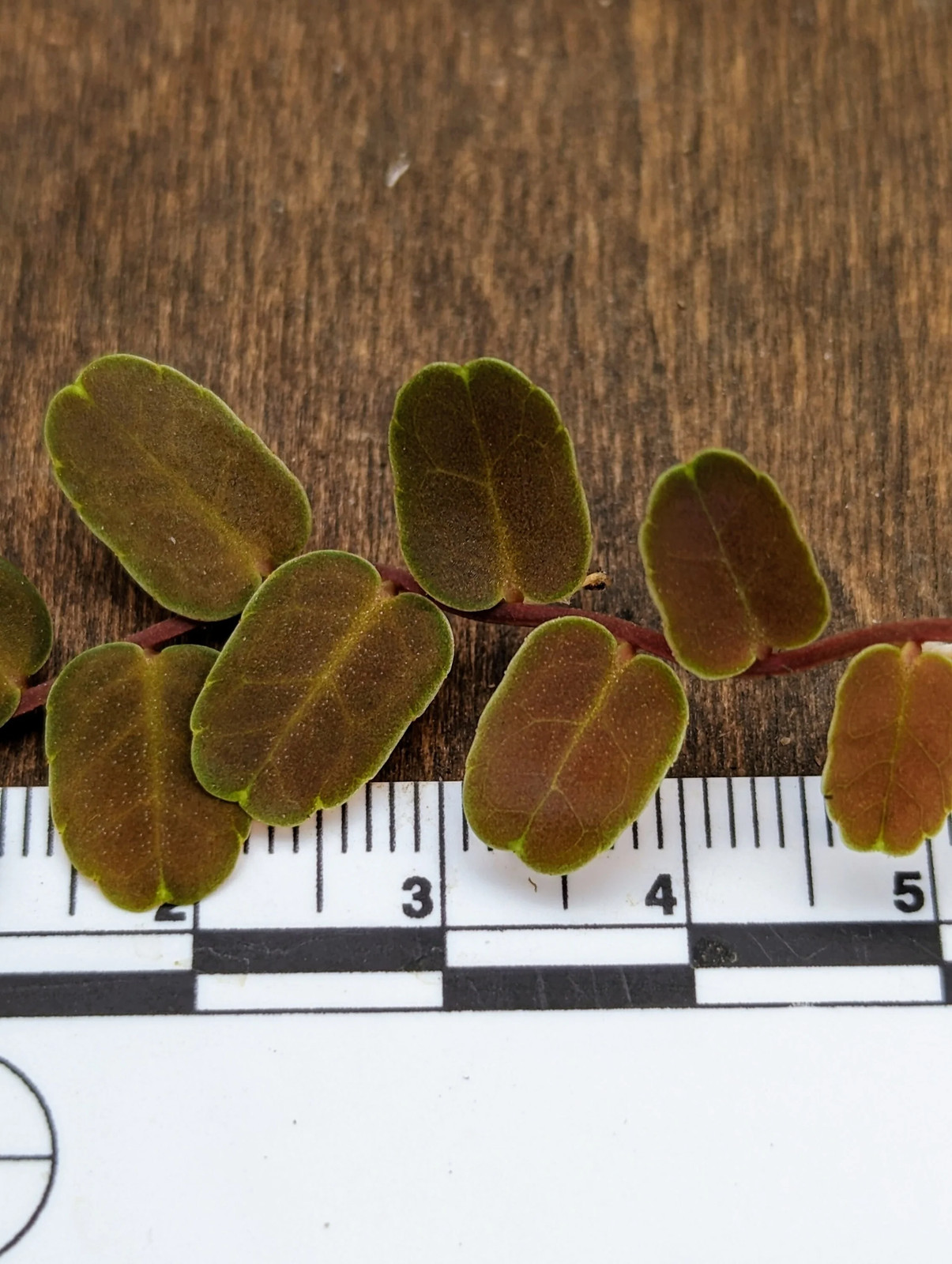 Marcgravia sp. coriacae melon [12 leaf cutting]