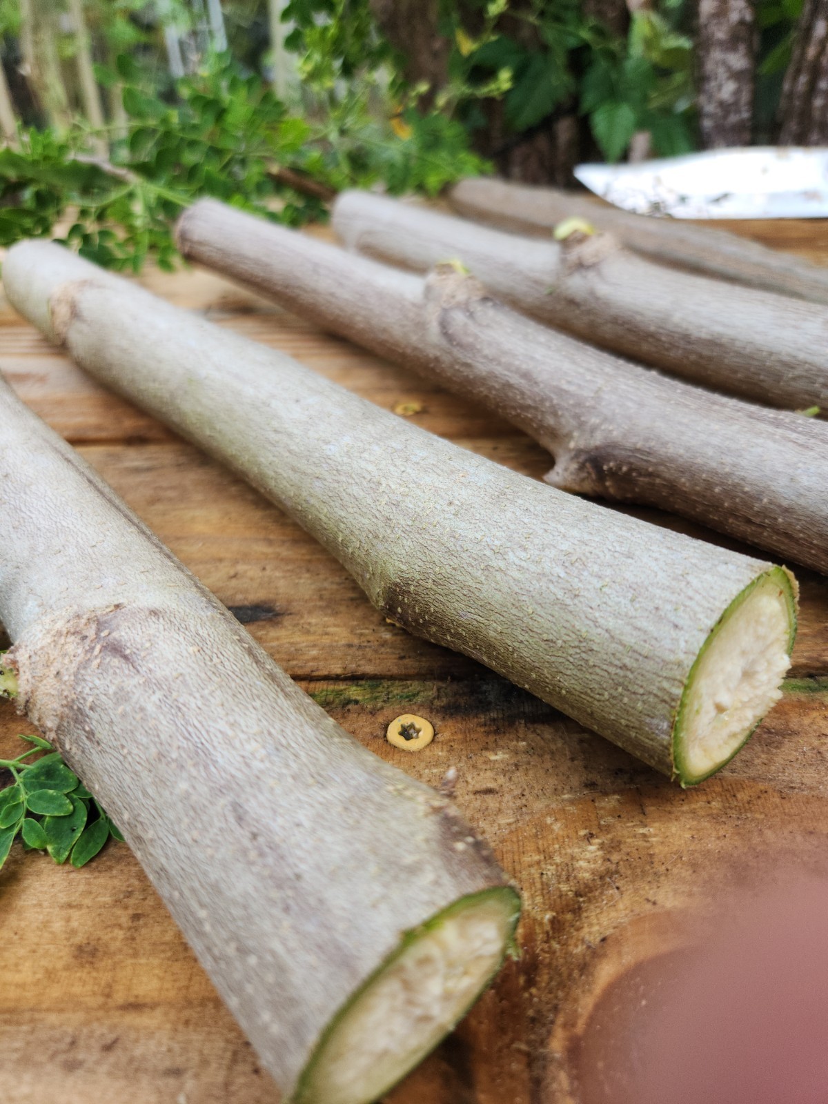 (4) THICK MORINGA Cuttings Oleifera Miracle Drumstick Tree