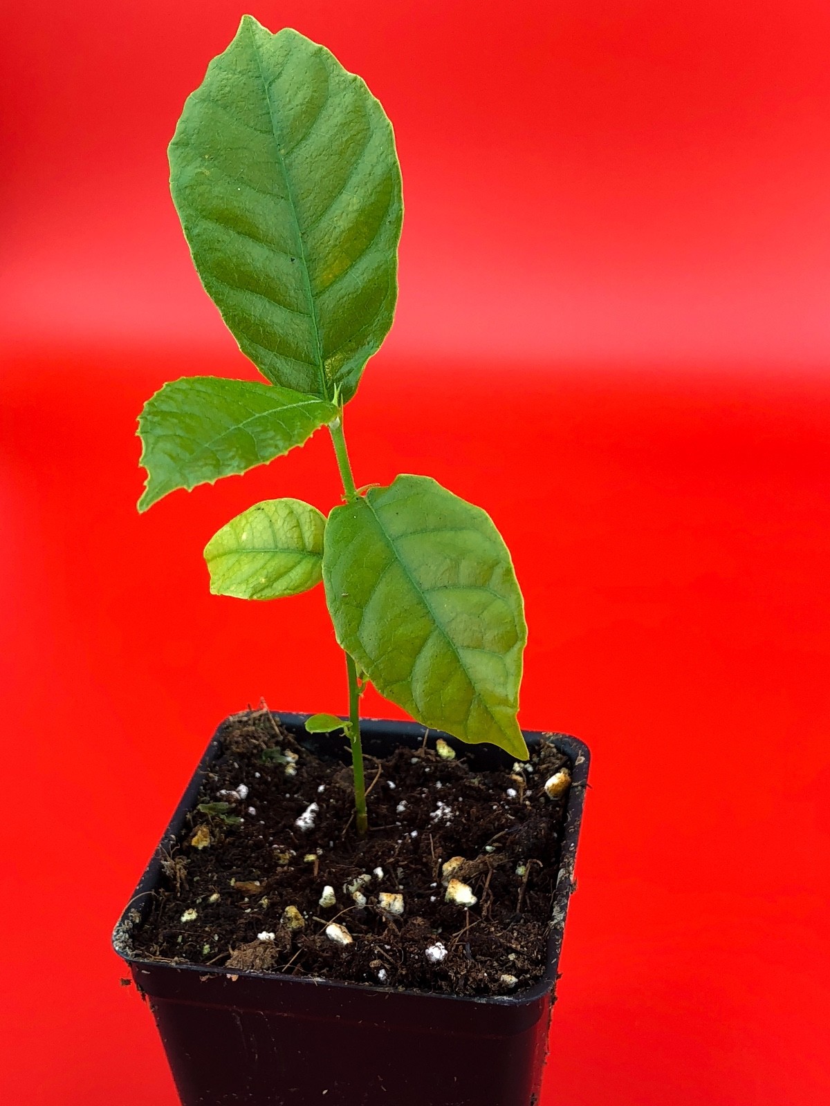 Kwai Muk Artocarpus Hypargyreus Tropical Fruit Tree Starter Plant