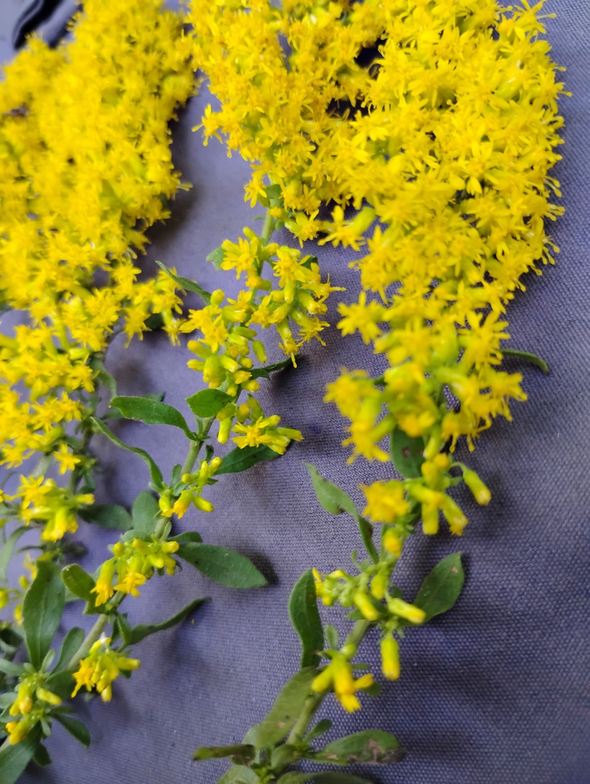 BUY 1- 1 FREE GOLDENROD GREAT FALL COLOR! VERY EASY PERENNIAL RECOMMEND!!