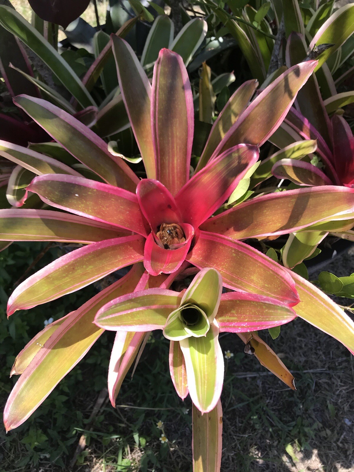 Exotic TROPICAL LANDSCAPE PLANT Pup Bromeliad White Red Green colorful unbranded