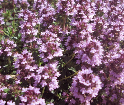 THYME MOTHER OF THYME Thymus Praecox – 500 Bulk Seeds