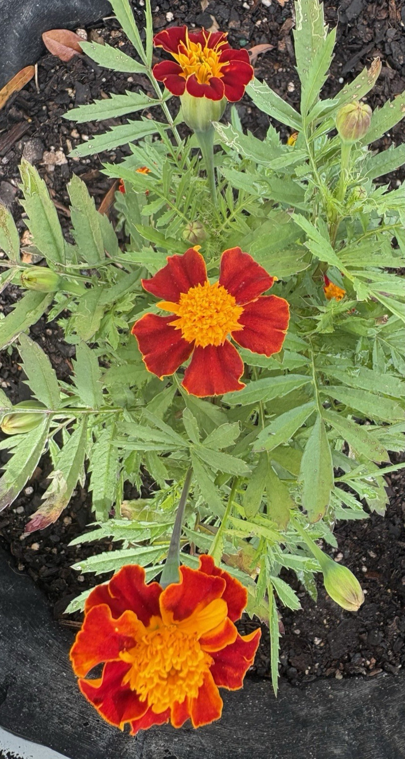 MARIGOLD FLAMING ORANGE FLOWER SEEDS 100+ Garden Seeds FREE SHIP