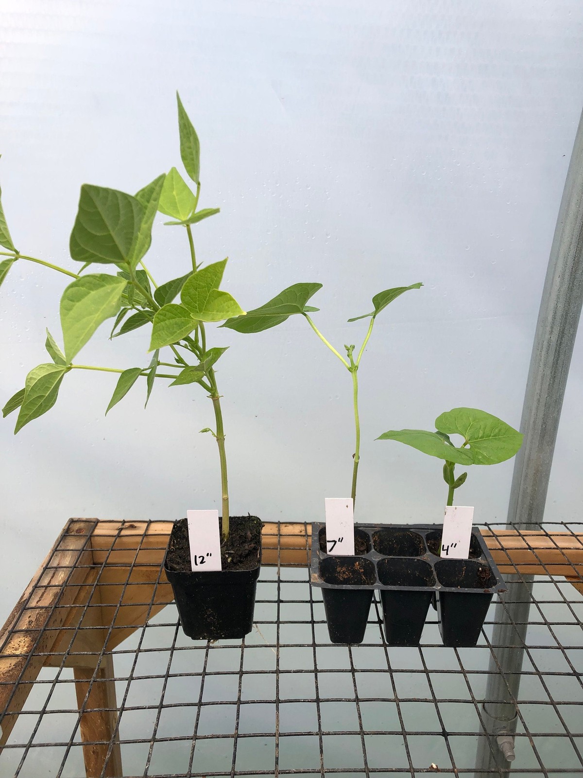 Bean Live Plant – Seedlings/Plugs and Plants – 3″- 12″ tall – 30-60+ days old