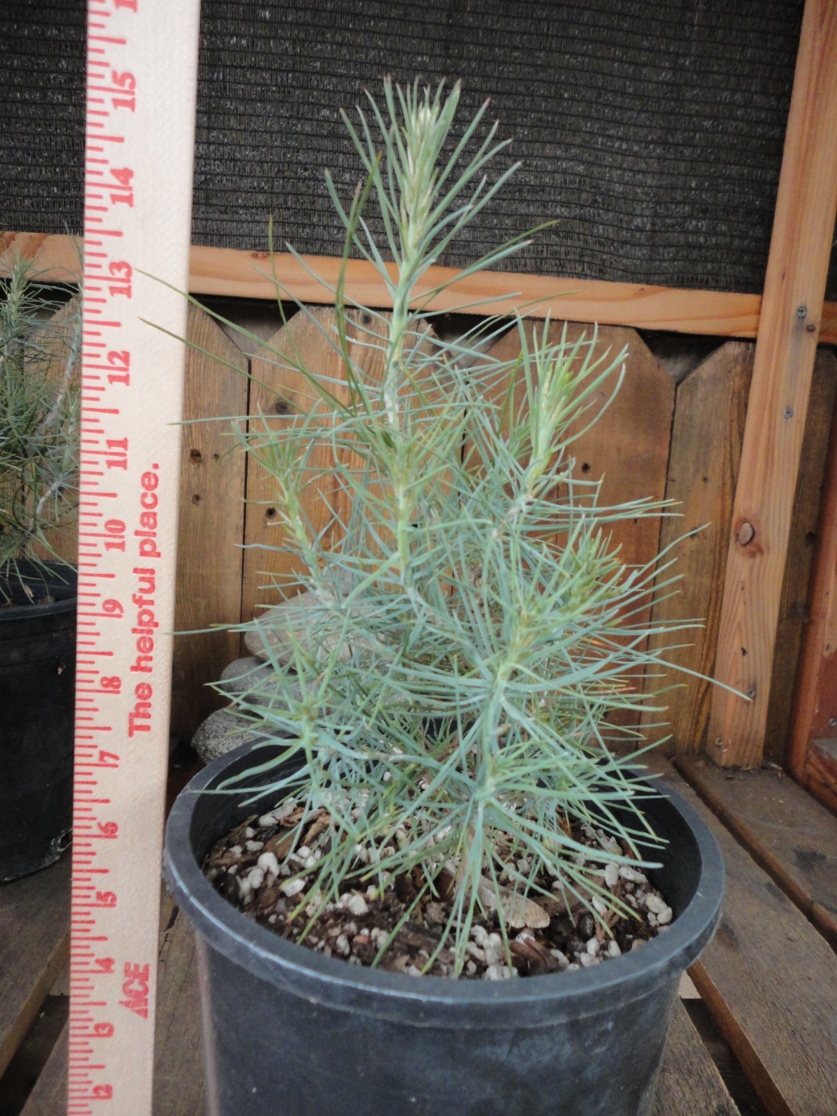 Digger Pine/Gray Pine/ Ghost Pine – Pre-Bonsai 4 year old Trees *Growers Choice*