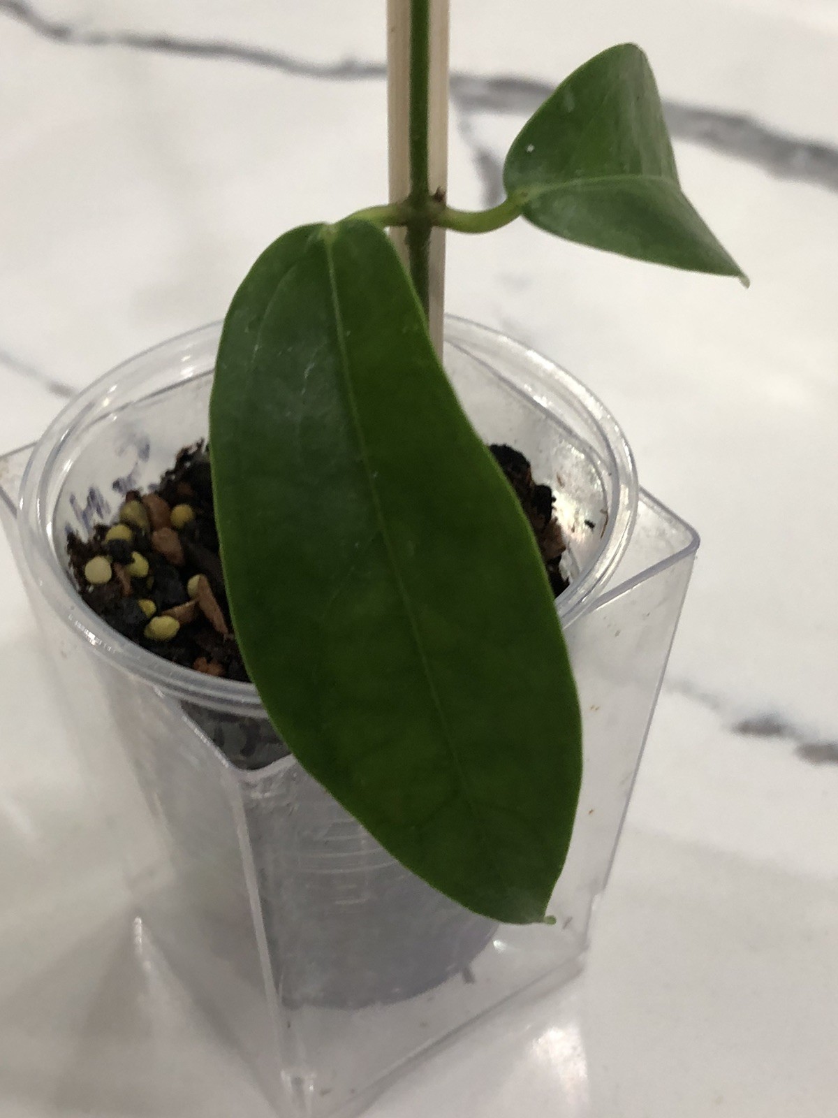 HOY CHLORANTHA (ROOTED PLANT)