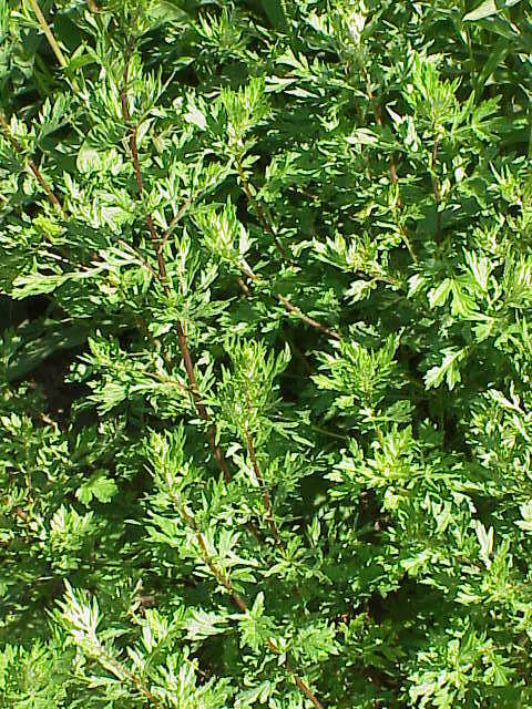 1000 Artemisia Vulgaris Seeds – Mugwort / Common Wormwood – Medicinal Herb