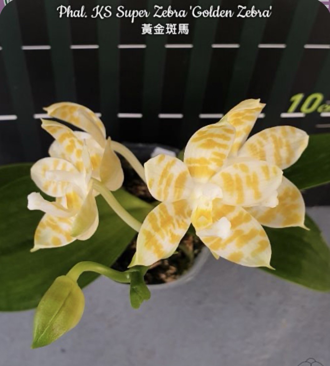 Phal. KS Super Zebra ‘Golden Zebra’, Mature Size, FREE Shipping
