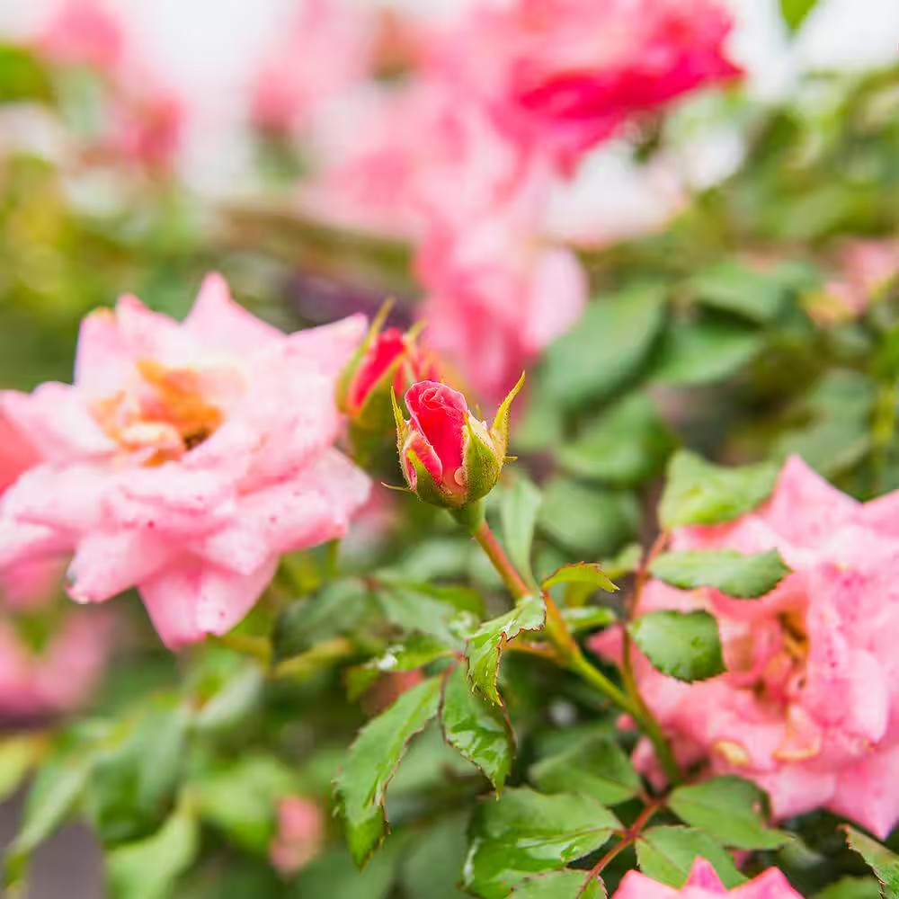 1 Gal. Sweet Drift Rose Bush with Pink Flowers (2-Pack)