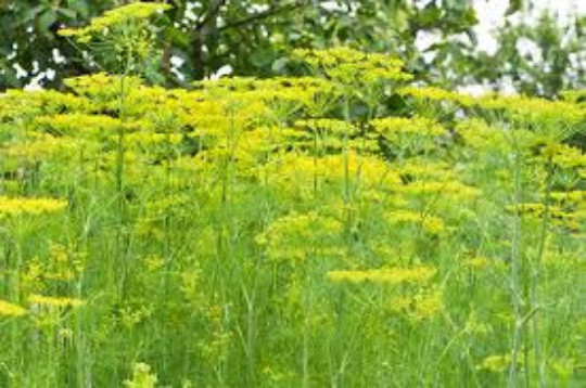 DILL SEEDS, 100, Anethum Graveolens, Culinary Herb, Flower Essence Plant
