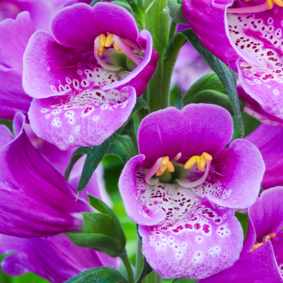 Set of 6 Live Purple Foxglove Plants – Starter Pots – Tall Cottage Flowers