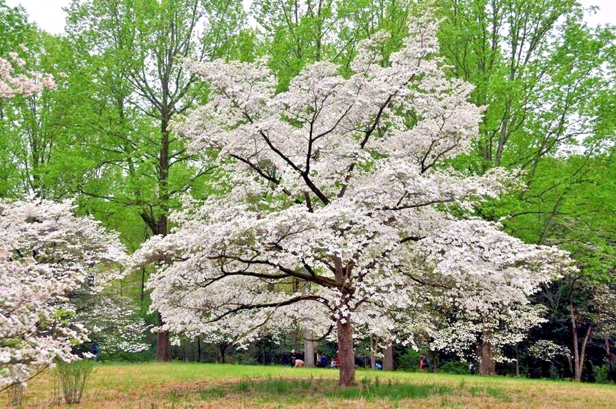 White American Flowering Dogwood Tree Seeds (Cornus florida) Fall Color, Hardy-5