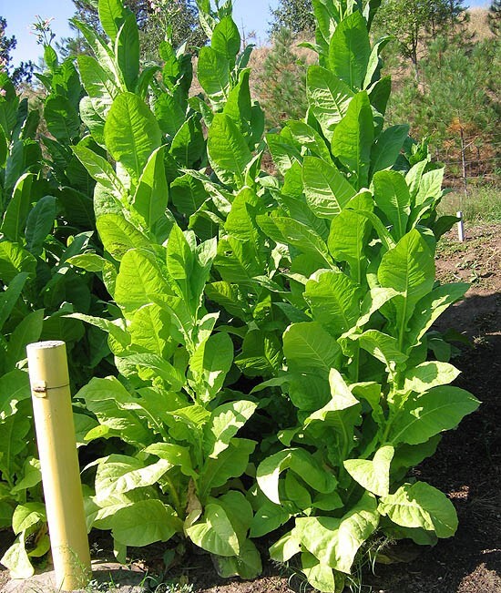1000 African Red Tobacco Seeds ~ Bright Leaf Nicotiana Tabacum ~ High Nic!