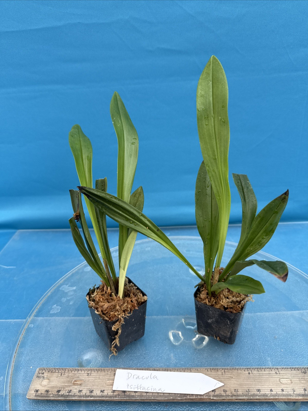 Dracula psittacina Red-Orange Ivory Yellow Bloom Size Orchid Species 1.5” Pot