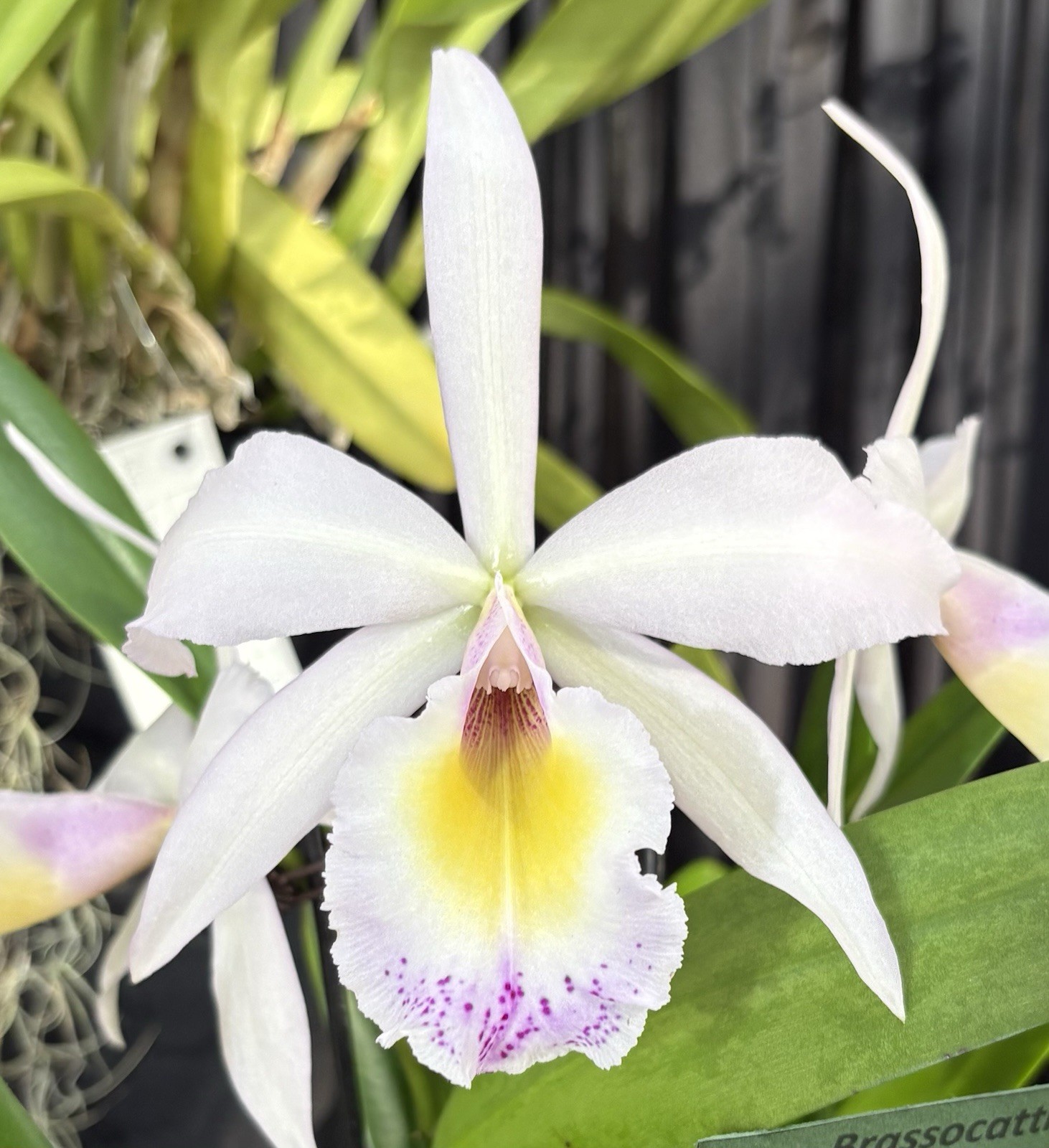 B. nodosa x Rlc. Donna Kimura – Cattleya Hybrid – 8” Basket