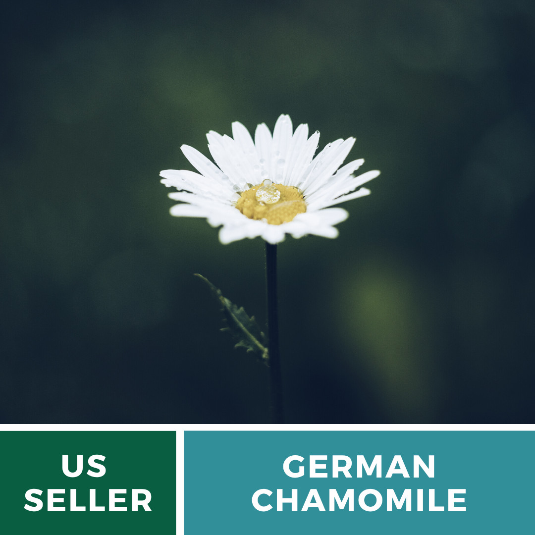 Chamomile, German – 200 Seeds – Medicinal Herb and Tea – GMO Free