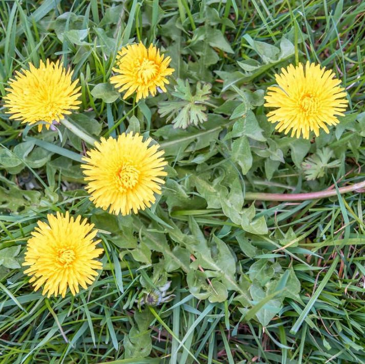 3 Live Dandelion Herb Plant – Taraxacum officinale–Edible Herbal Plant in 4″ Pot