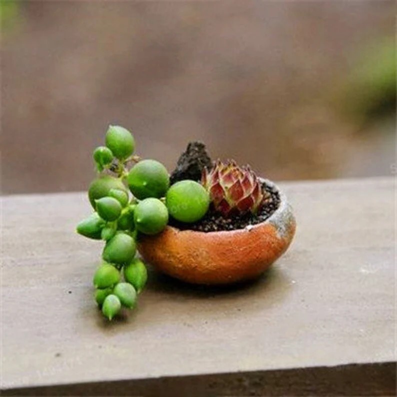 Mixed Succulent Plant Seeds , 50pcs/pack