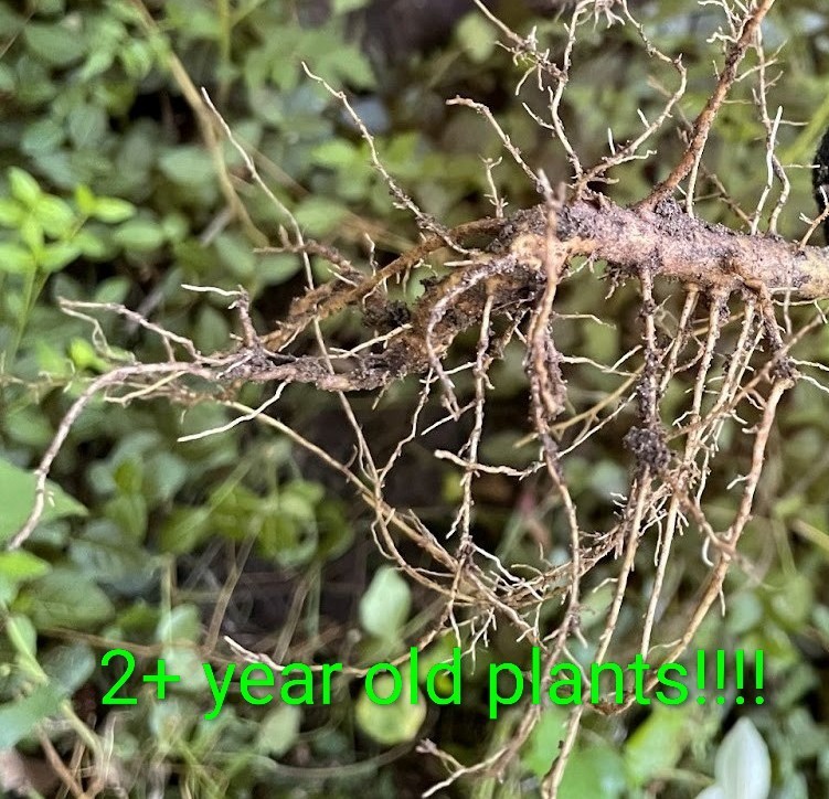 4 Rose Of Sharon Hibiscus 2+ Year Old Live Plant Roots fast grow Heavy Rooted
