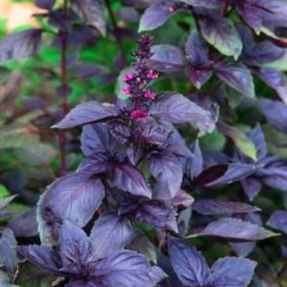 300+ seeds PURPLE DARK OPAL BASIL Ocimum basilicum ‘Dark Opal’