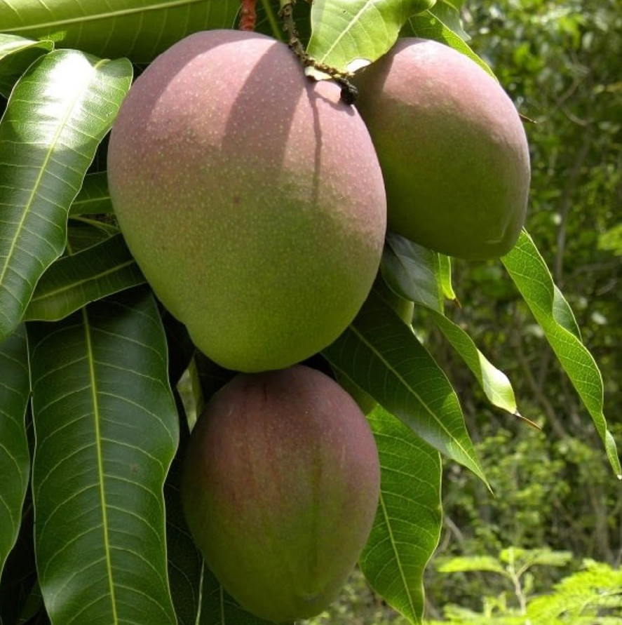 Live Kent Mango Plant, 3 Gal Pot, 2–3 Ft Tall, No Shipping to CA, HI, PR, GU, AK