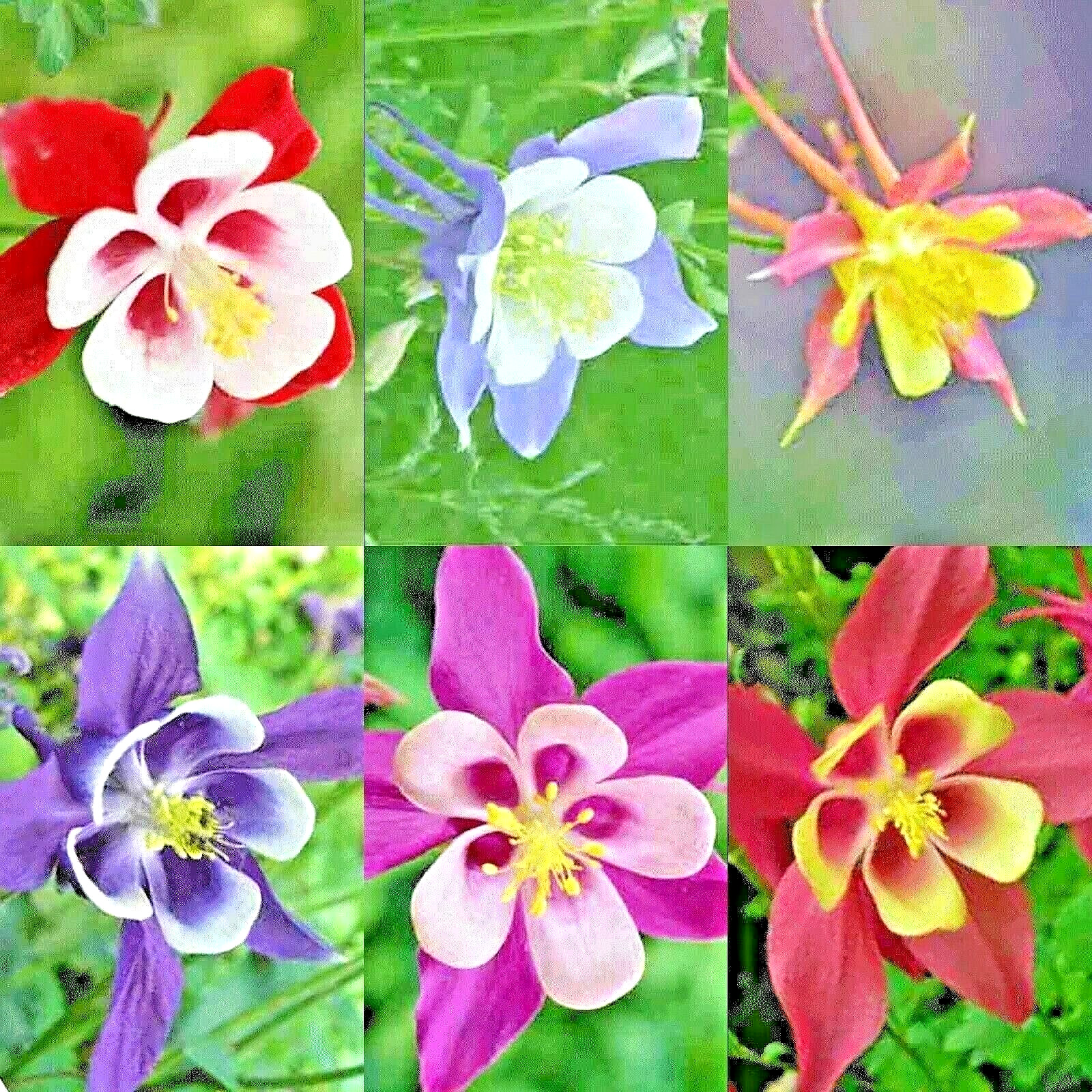 400 COLUMBINE MCKANA GIANTS SEEDS PERENNIAL SPRING MIX FLOWER DEER RESISTANT USA