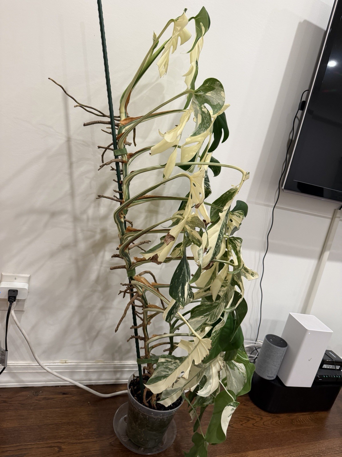 X-Large Monstera Albo 50”+ Plant NYC local pickup EXACT PLANT