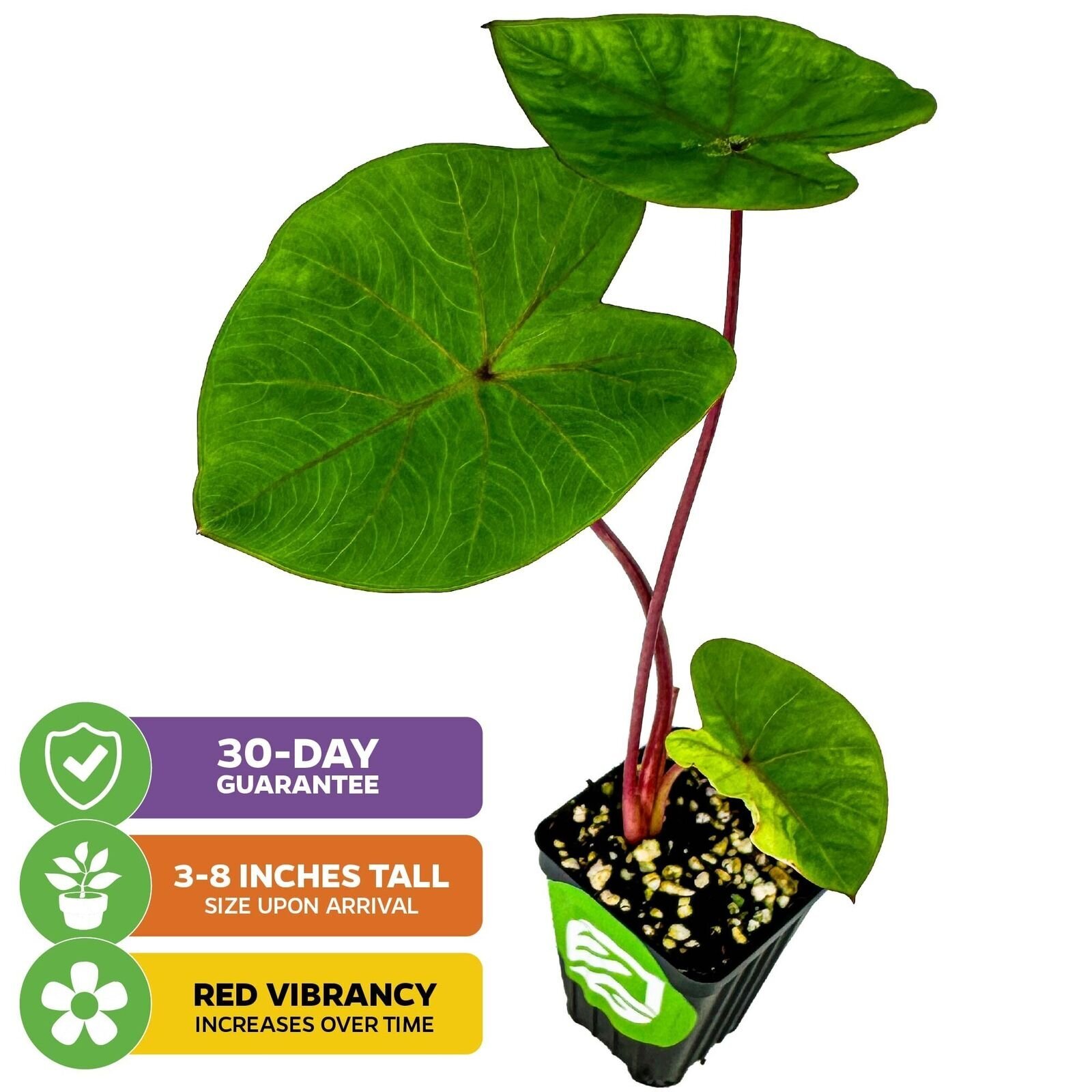 Hawaiian Punch Elephant Ear – Colocasia – Live Plant