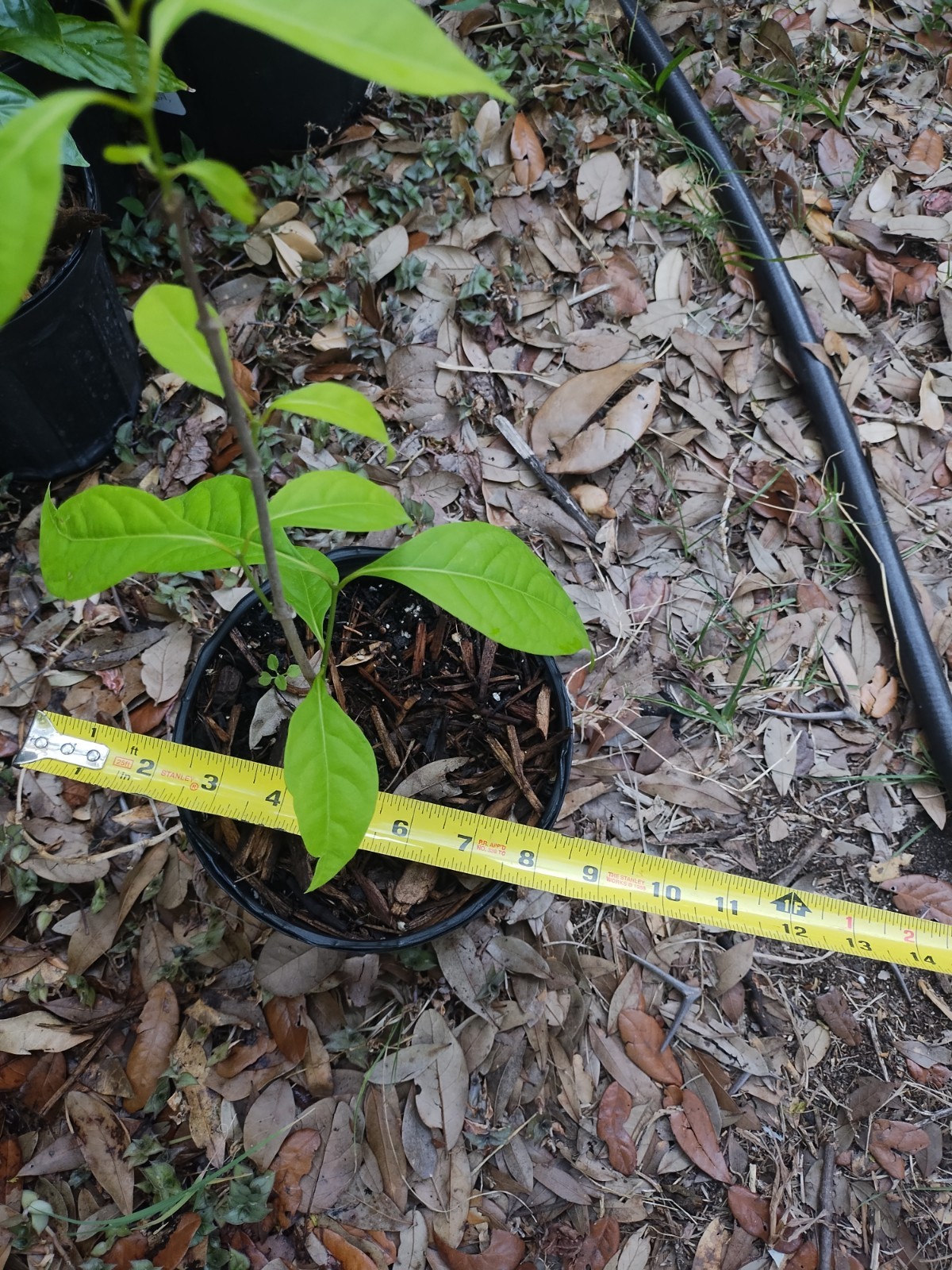 Rare South American Vine, Banisteriopsis C. Plant 18 Inches Tall