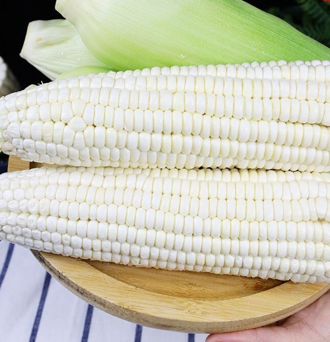 50pcs Sweet White Corn Seeds – Heirloom, Sweet, Open-Pollinated, Non-GMO.