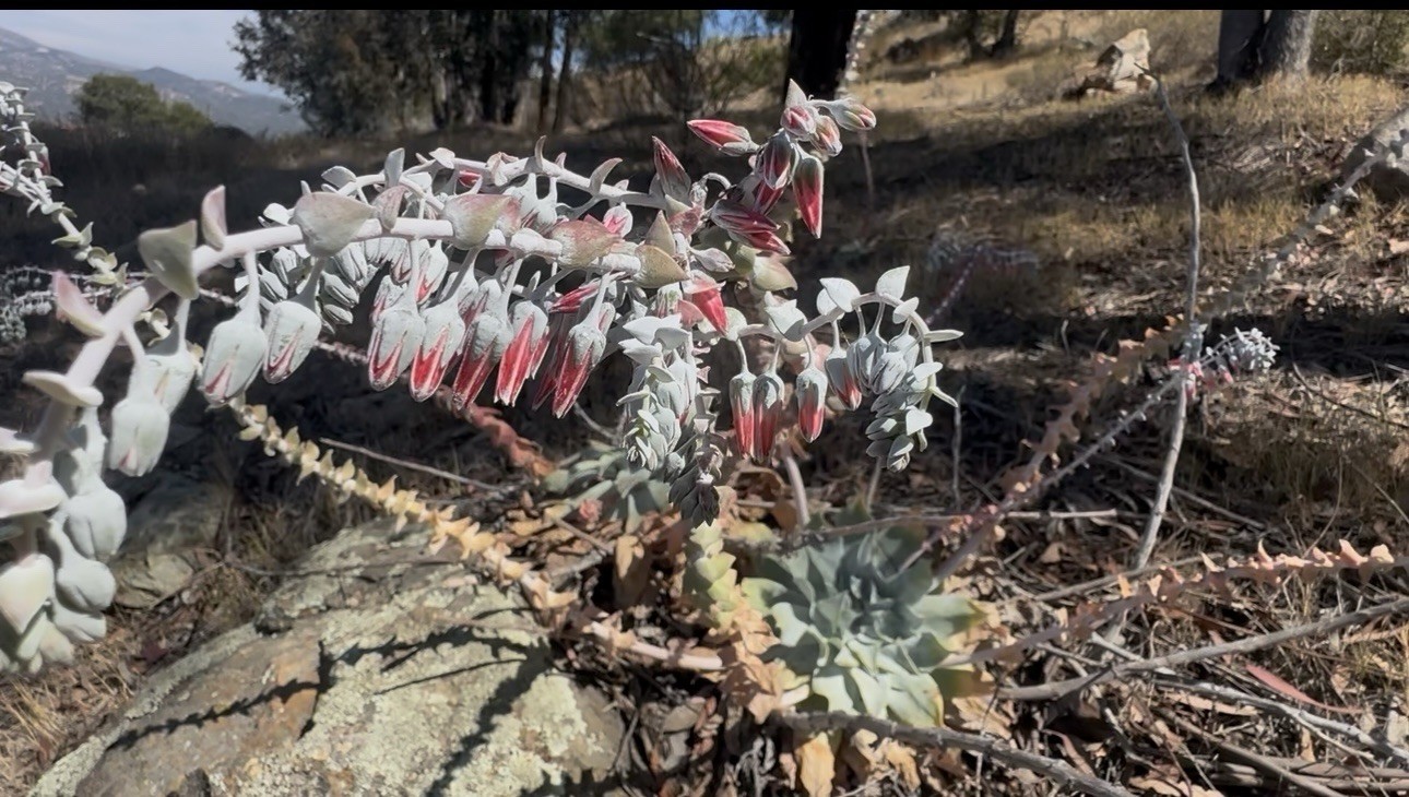 222+ Dudleya Pulverulenta Fresh Seeds Chalk Dudleya Harvested June 2026