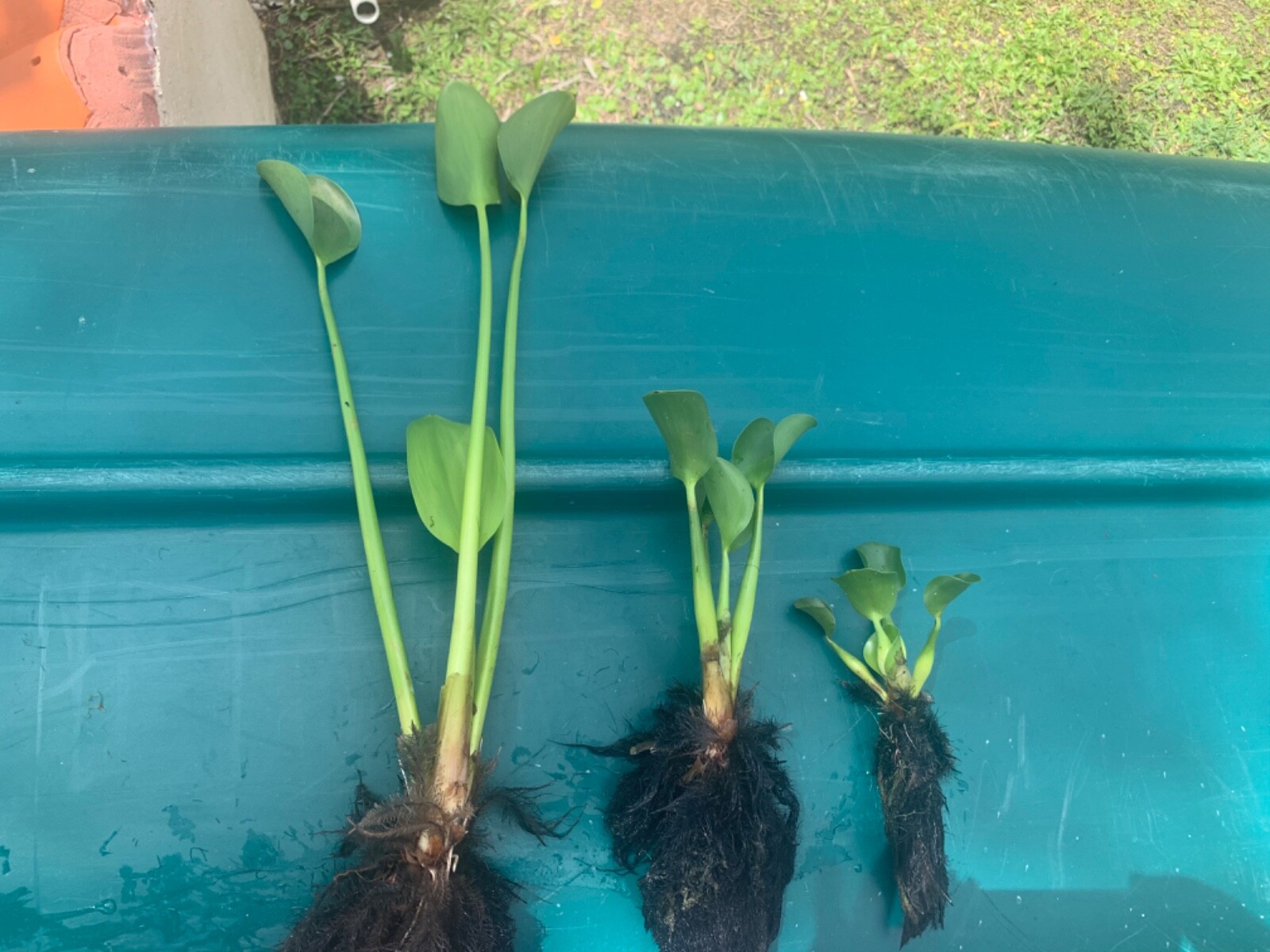 Medium Water Hyacinth Floating 15 Plants Koi Pond Live Fish Aquatic Filtration.