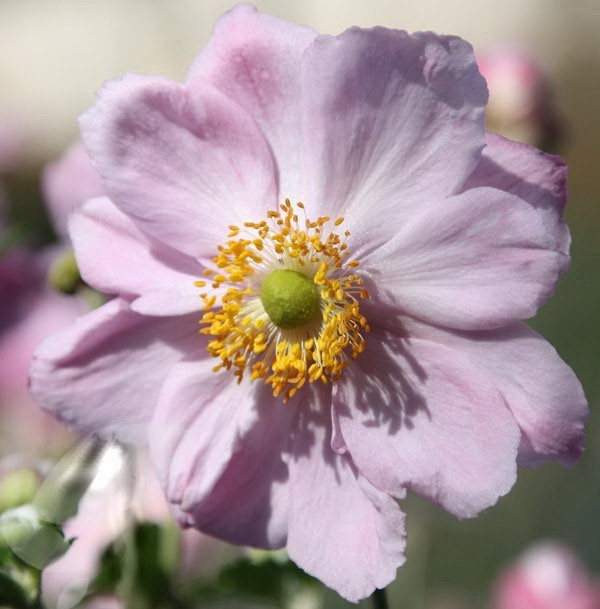 Japanese ANEMONE / Wind flower – Single pink Fall blooming Perennial 4+ roots
