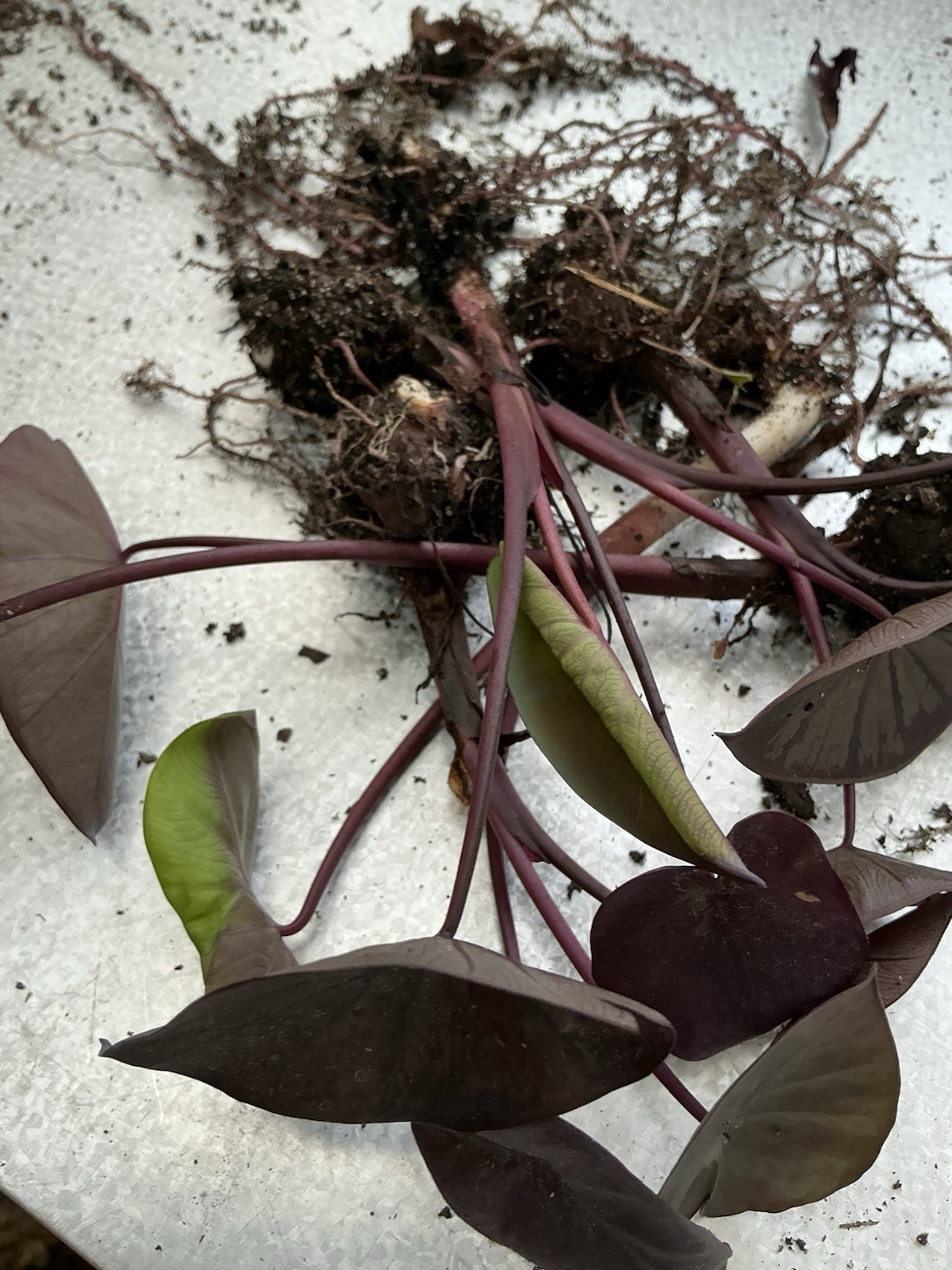 Black Magic – Colocasia esculenta- Elephant Ear – SMALL ROOTED STARTER Plant