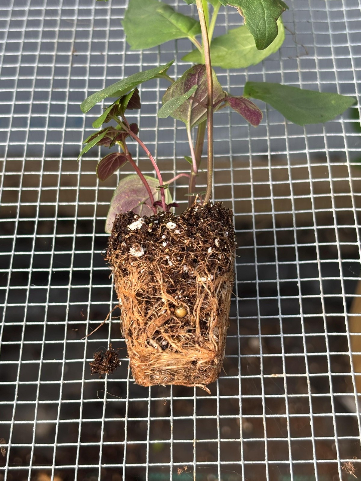Monarda Live Plant – Seedlings/Plugs and Plants – 3″- 12″ tall – 30-60+ days old
