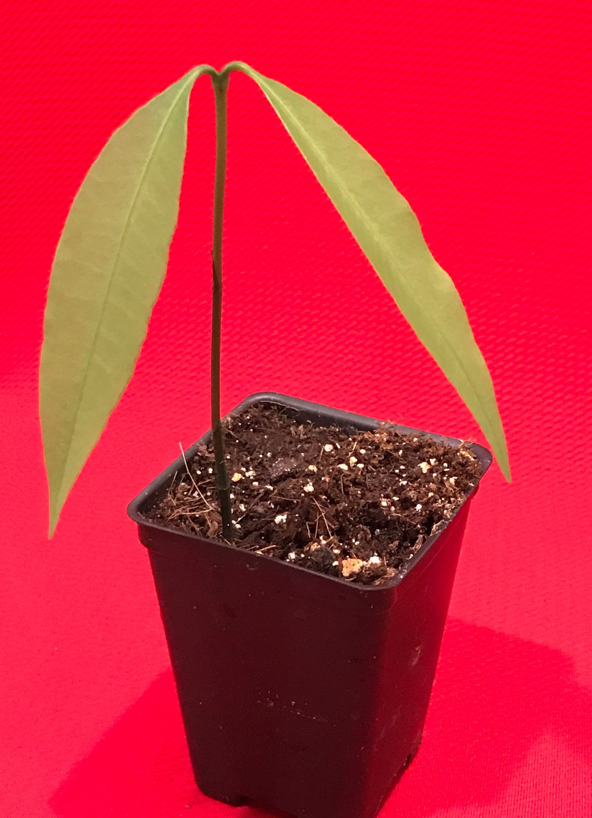 Achachairu Garcinia Humilis Orange Bolivian Mangosteen Tropical Fruit Tree Plant