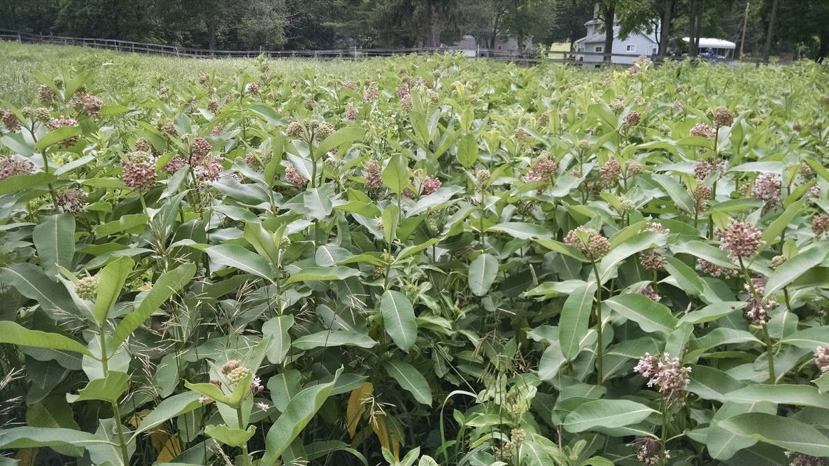 Milkweed Seeds (Common), Organic, Various Quantities, 2022 Crop 90% germination