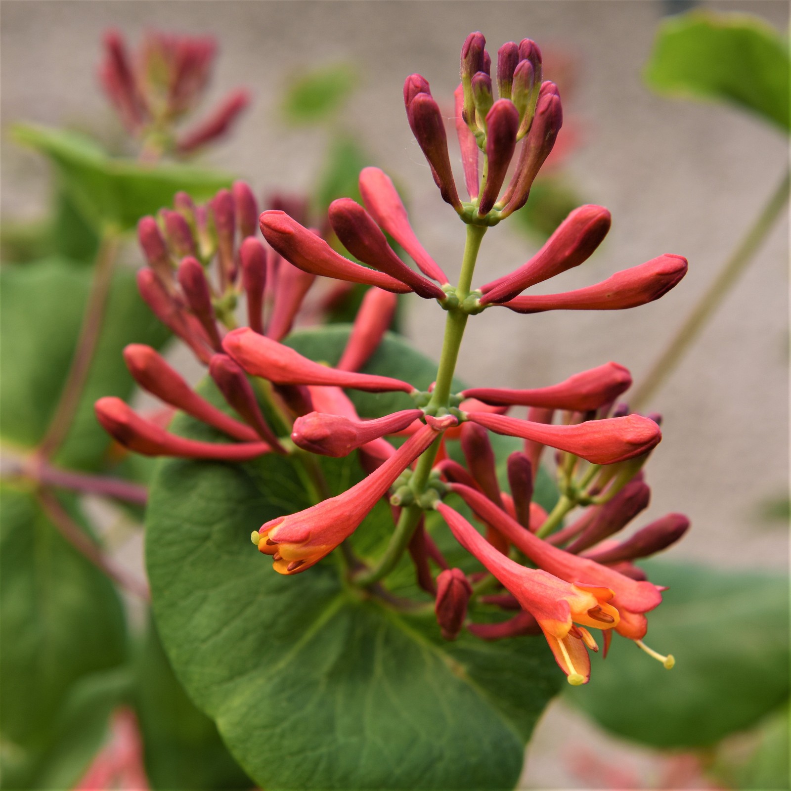 Honeysuckle Dropmore Scarlet 1 Potted Plant – Rooted in Quart Pot, Easy to Grow