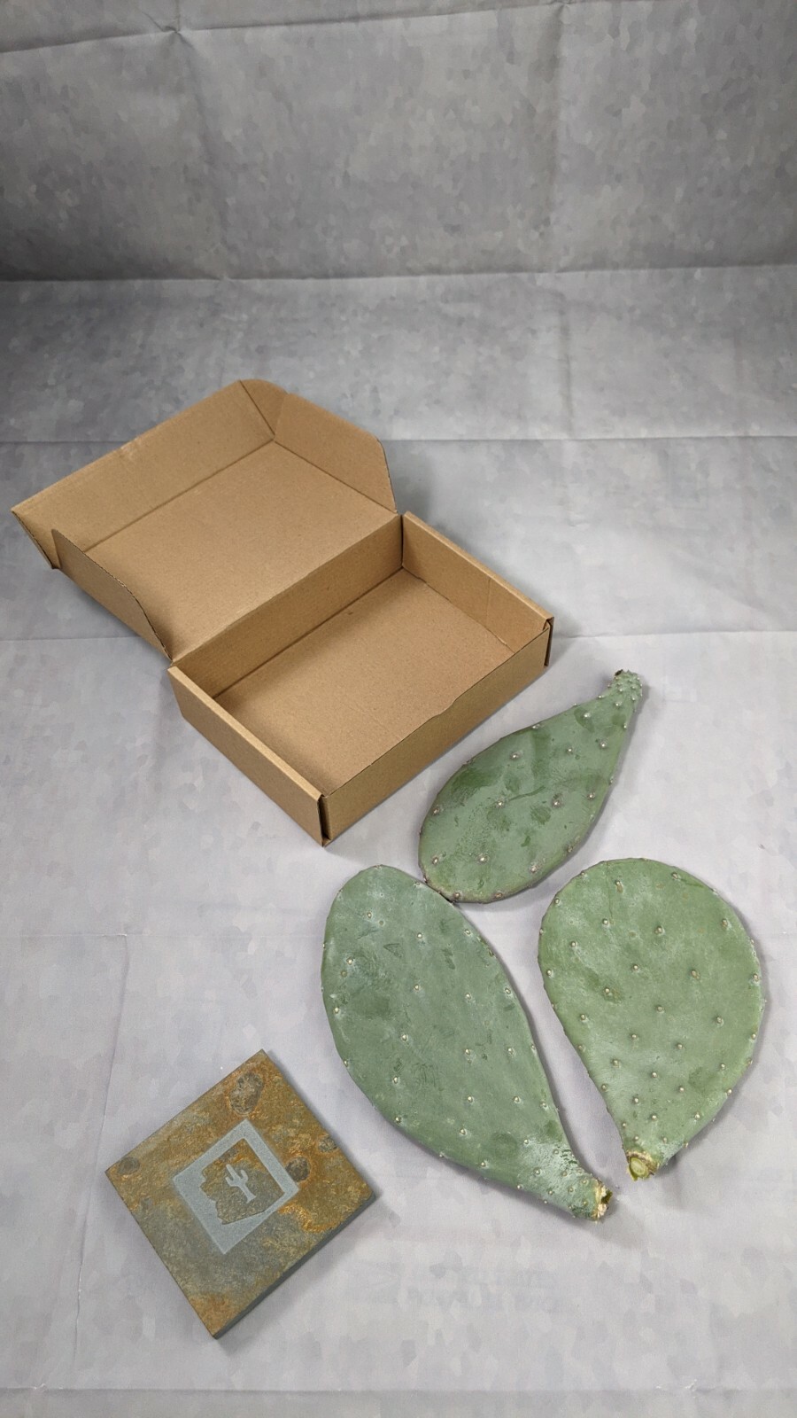 1lb Spineless Prickly Pear Opuntia Cactus From Arizona (1lb includes packaging)