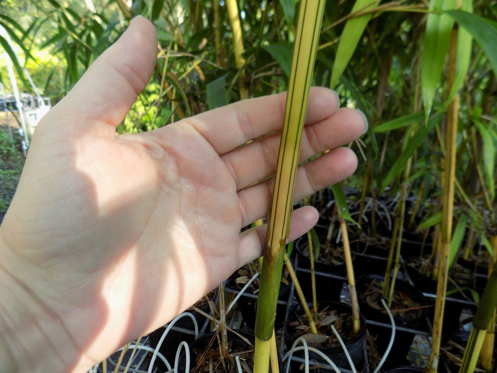 Bambusa Asian Lemon Clumping Bamboo – 1 Value Priced Division / Rhizome / Plant
